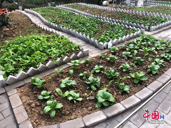 重温峥嵘岁月;余东村开辟 "科普菜园",结合农民画研学游,为中小学生